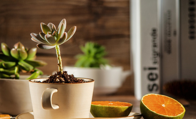 2024黨員年終述職報(bào)告十二篇