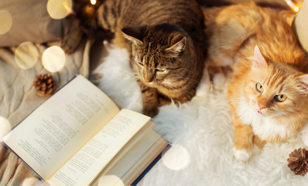 鄉(xiāng)鎮(zhèn)干部為官不為自查自糾報(bào)告十二篇