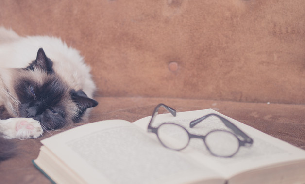 小學(xué)教師述職報(bào)告優(yōu)秀十二篇